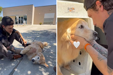 Decide di adottare un cane anziano: l'incontro speciale tra un veterano dei Marine e Chief