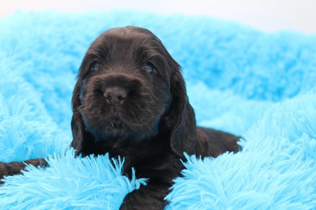 cuccioli di cocker spaniel inglese con pedigree
