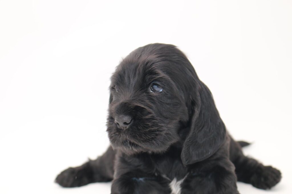 cuccioli di cocker spaniel inglese con pedigree
