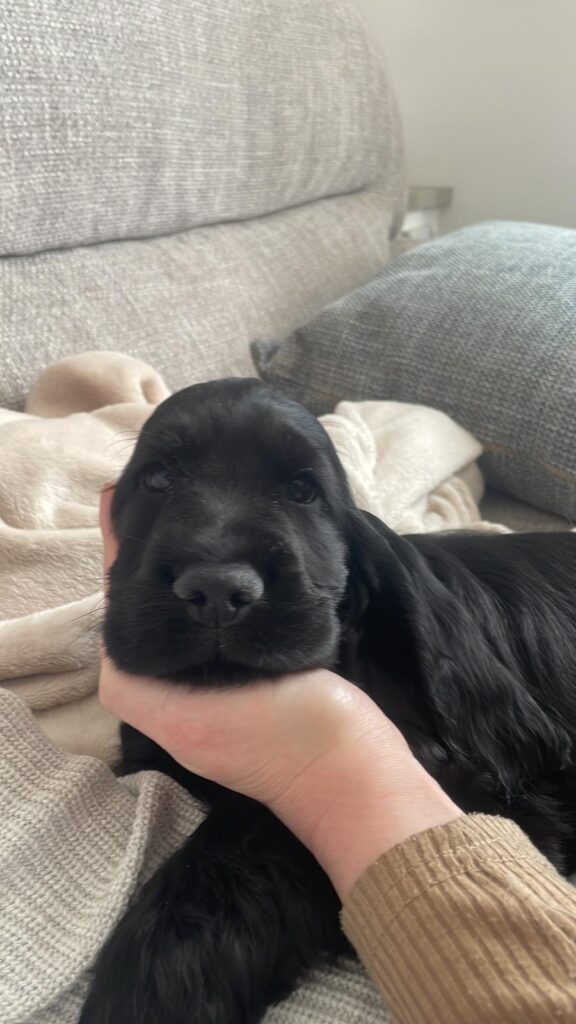 cuccioli di cocker spaniel inglese con pedigree