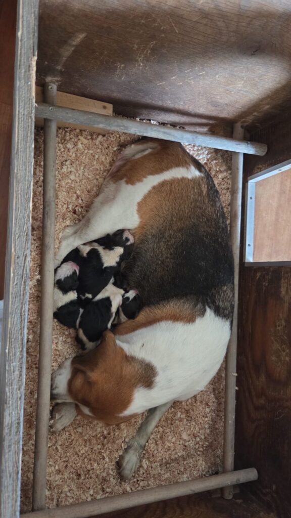 Cuccioli Beagle con pedigree