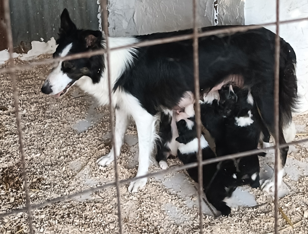 CUCCIOLI DI BORDER COLLIE PURI SENZA PEDIGREE