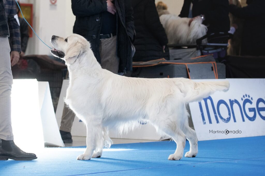 Cuccioli golden retriever