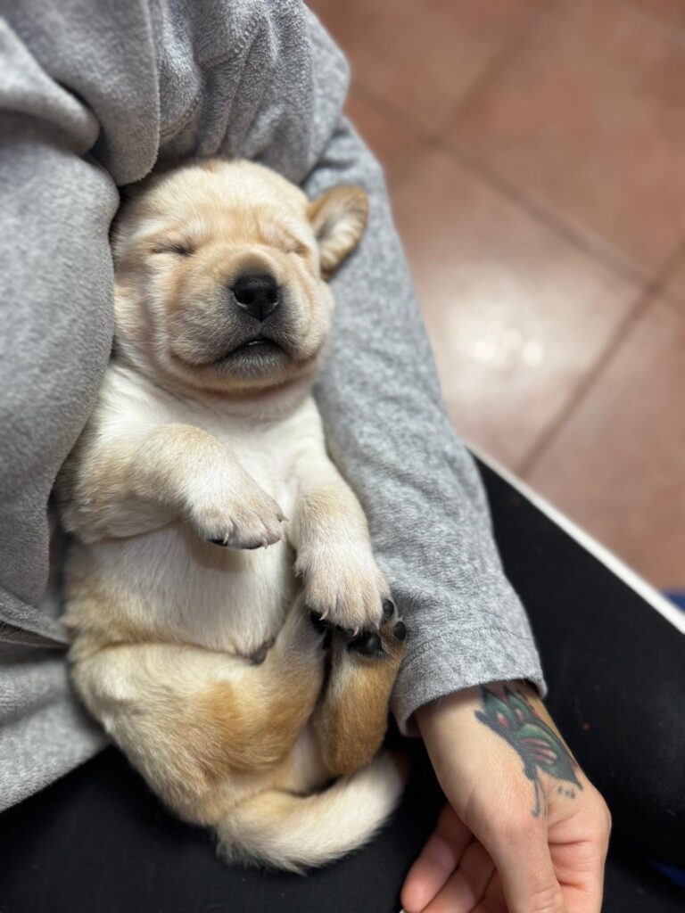 Cucciolata di labrador retriever disponibile