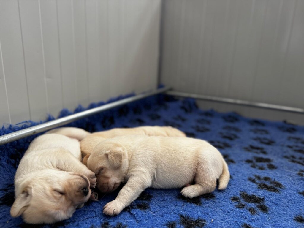 Cucciolata di labrador retriever disponibile