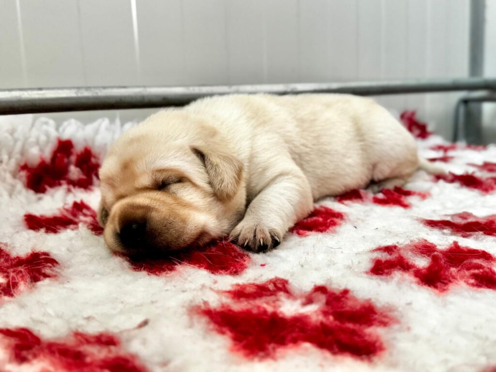 Cucciolata di labrador retriever disponibile