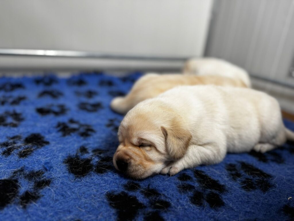 Cucciolata di labrador retriever disponibile