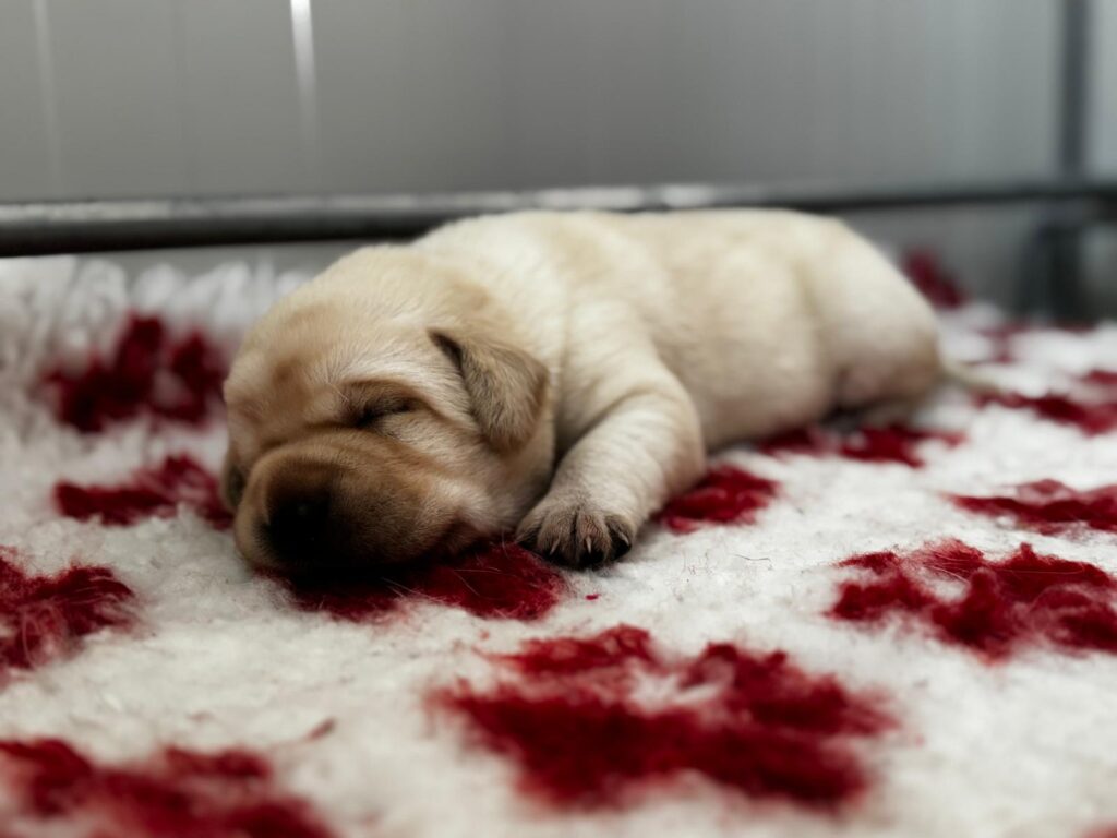 Cucciolata di labrador retriever disponibile