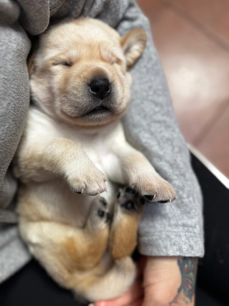 Cucciolata di labrador retriever disponibile