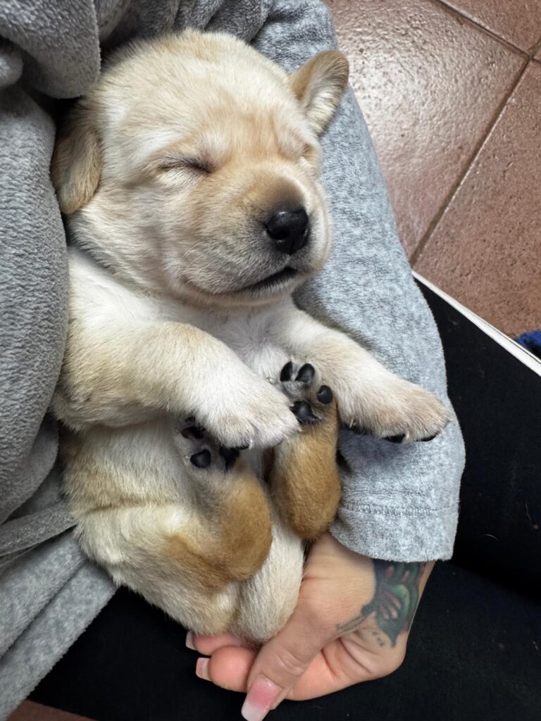 Cucciolata di labrador retriever disponibile