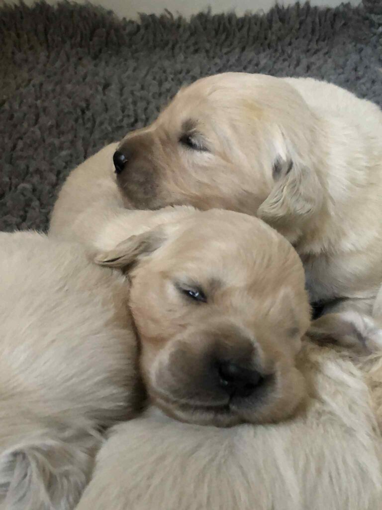 Cuccioli golden retriever