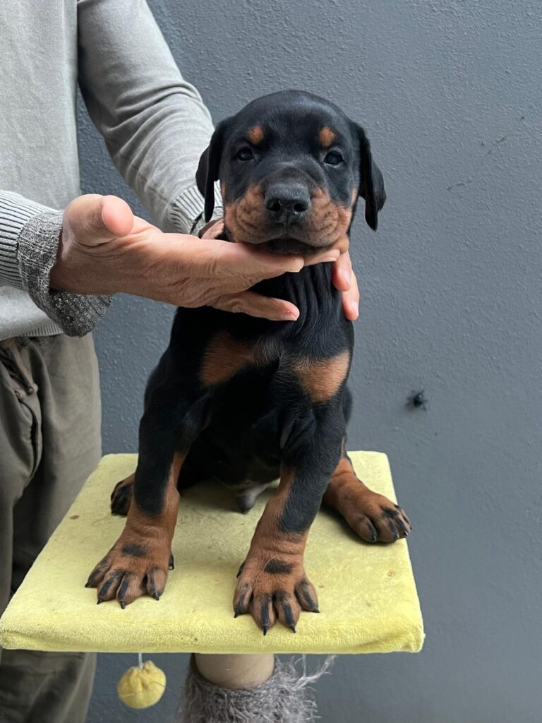 3  MASCHI DOBERMANN E 1 FEMMINA DOBERMANN DISPONIBILI