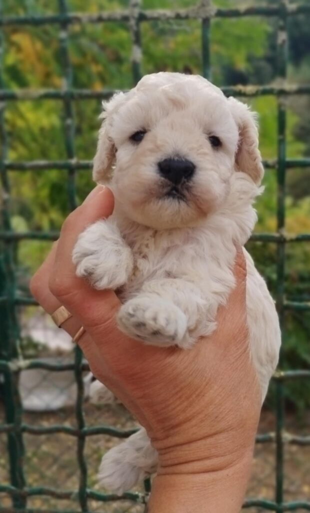 Barboncini toy bianchi e champagne