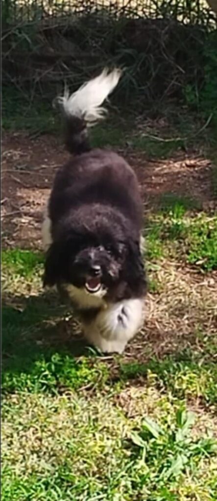 Barboncini nani particolor