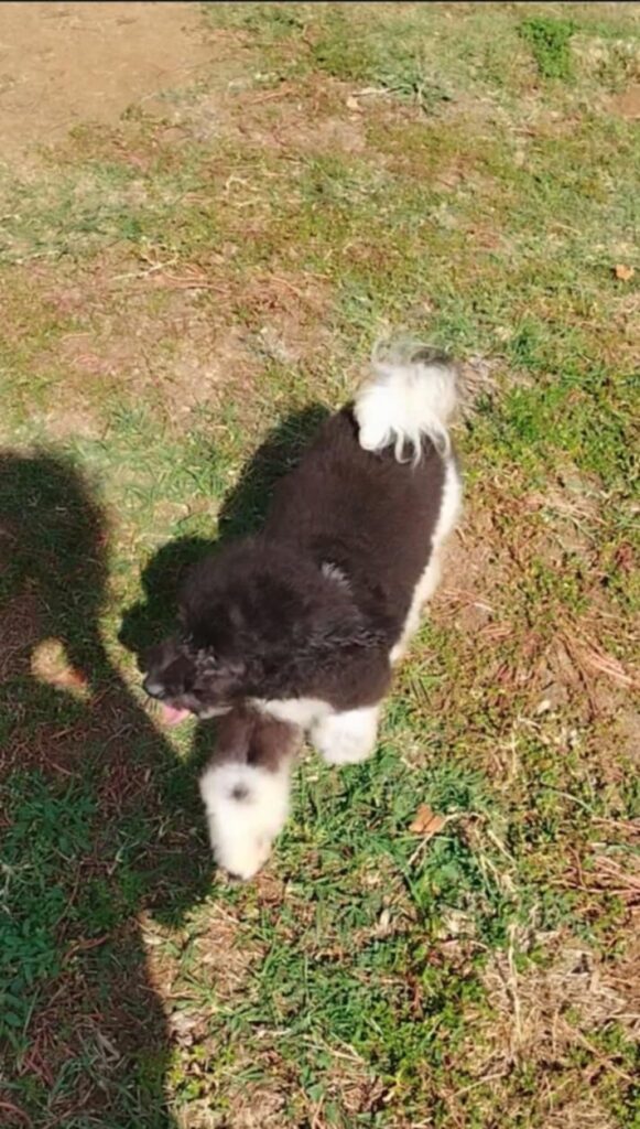 Barboncini nani particolor