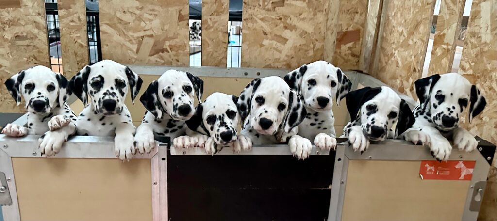 Cuccioli Dalmata