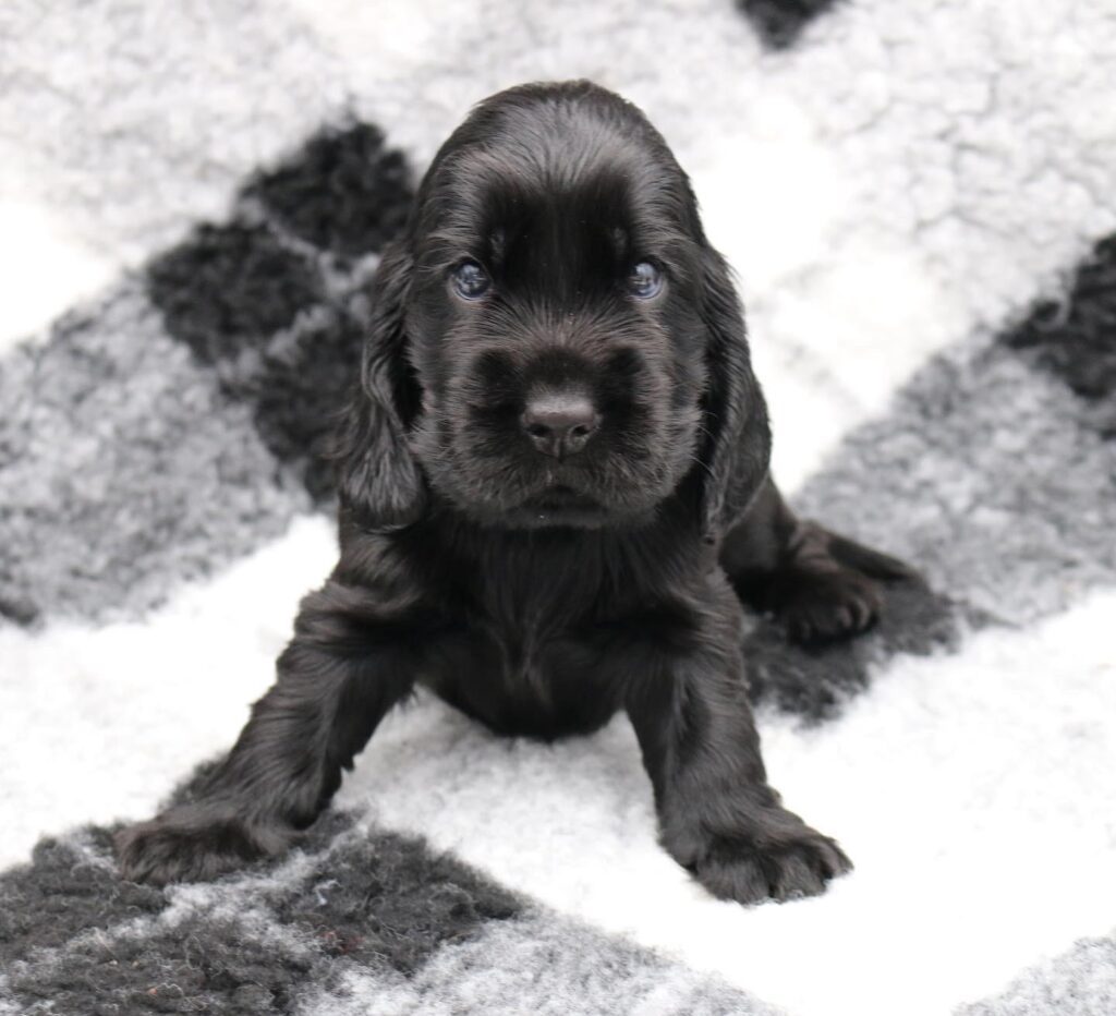 cuccioli di cocker spaniel inglese con pedigree