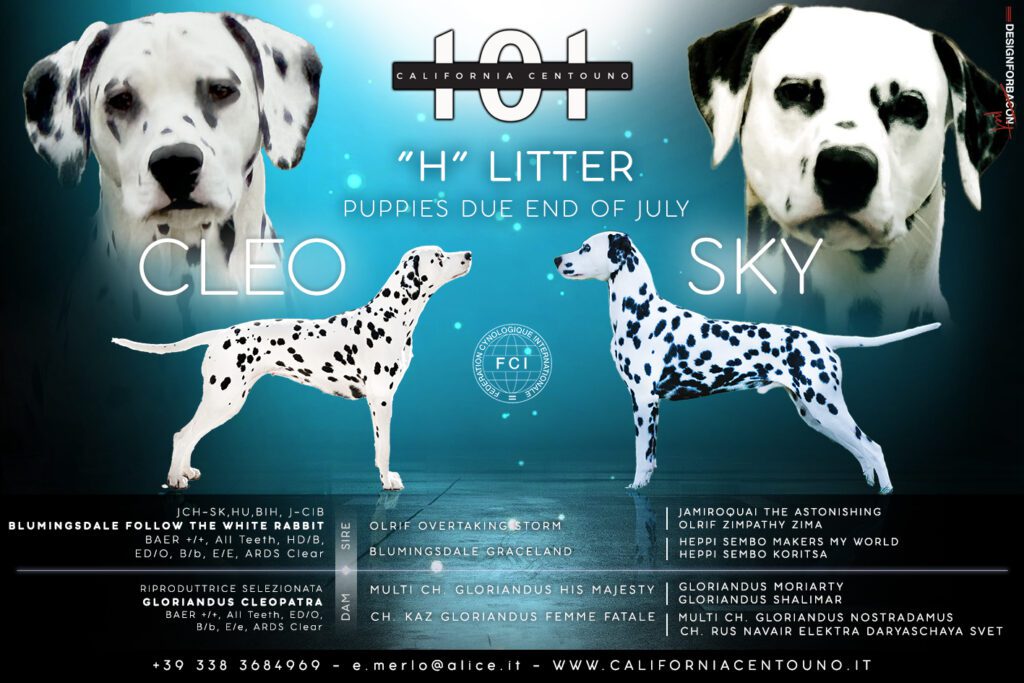 Cuccioli Dalmata