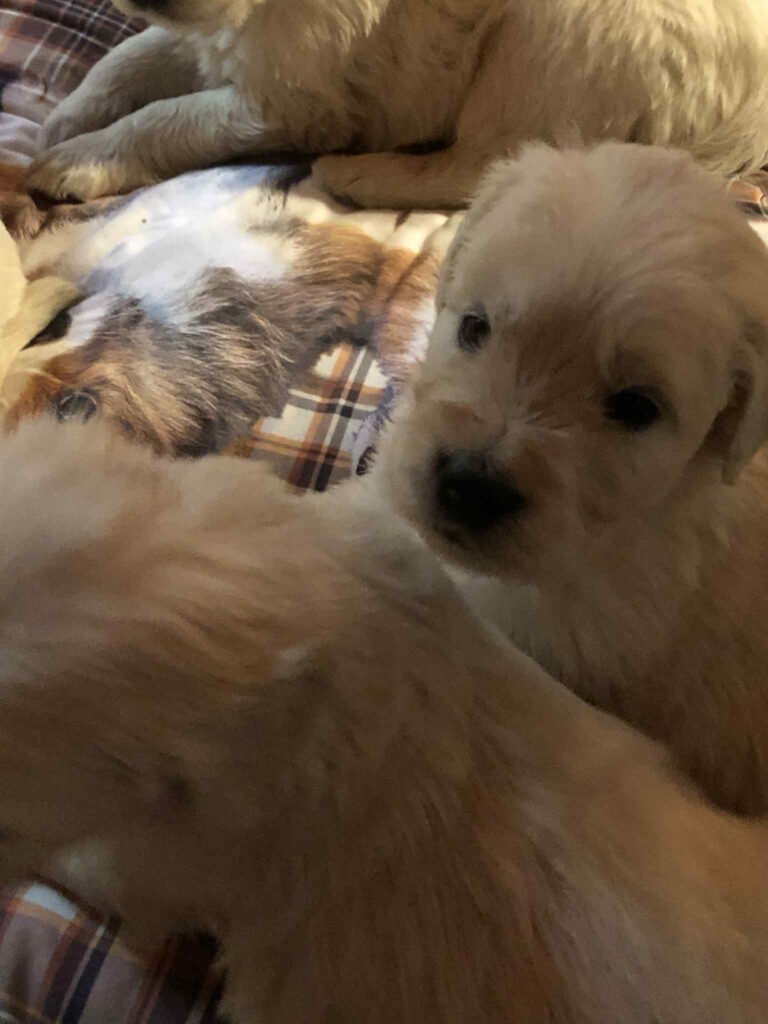 Cuccioli golden retriever