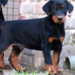Dobermann cuccioli
