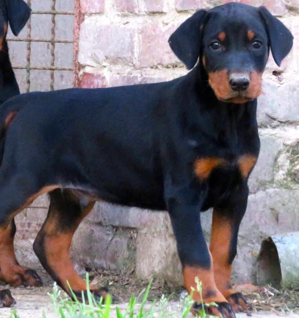 Dobermann cuccioli
