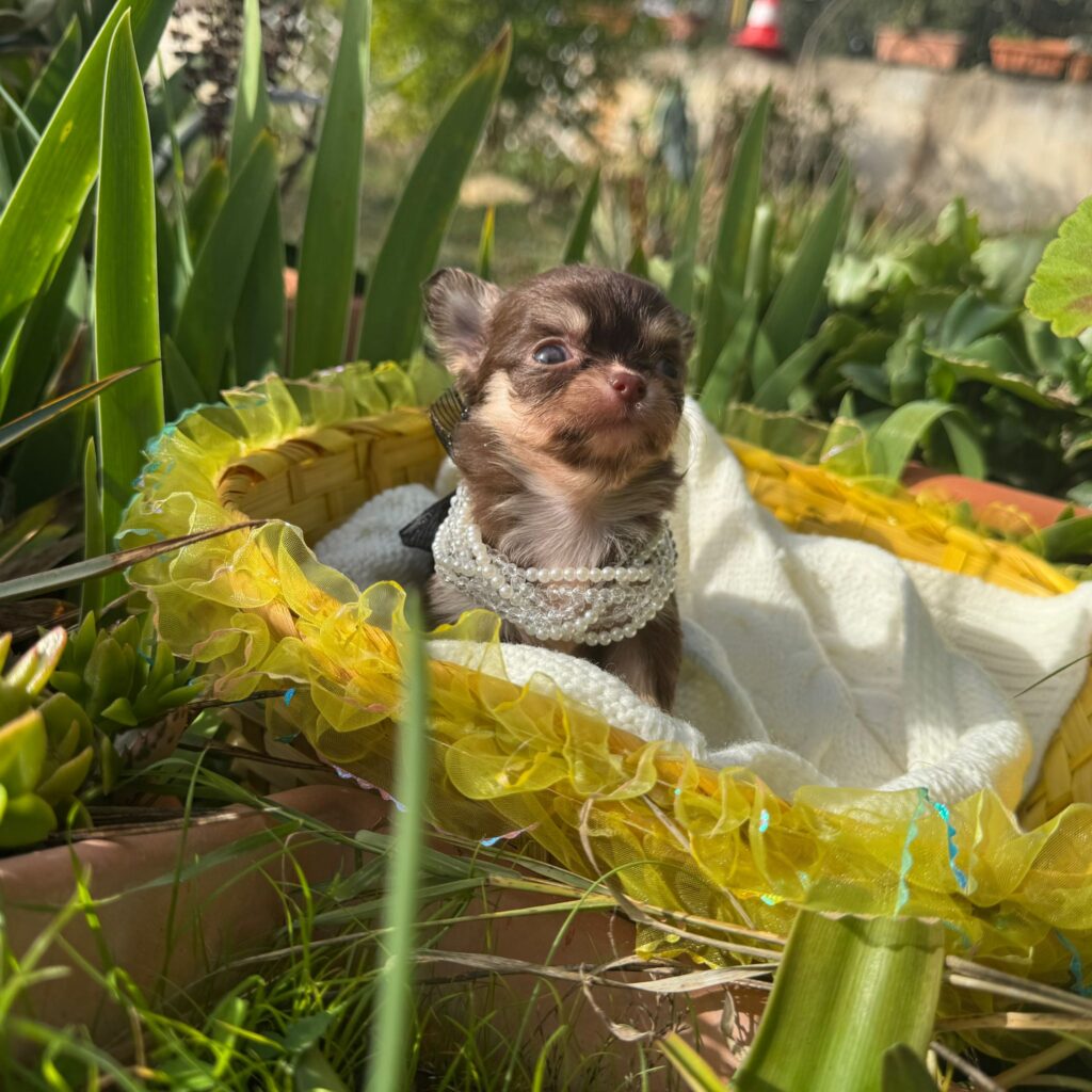 Bellissimi e piccolissimi chihuahua pedigree enci