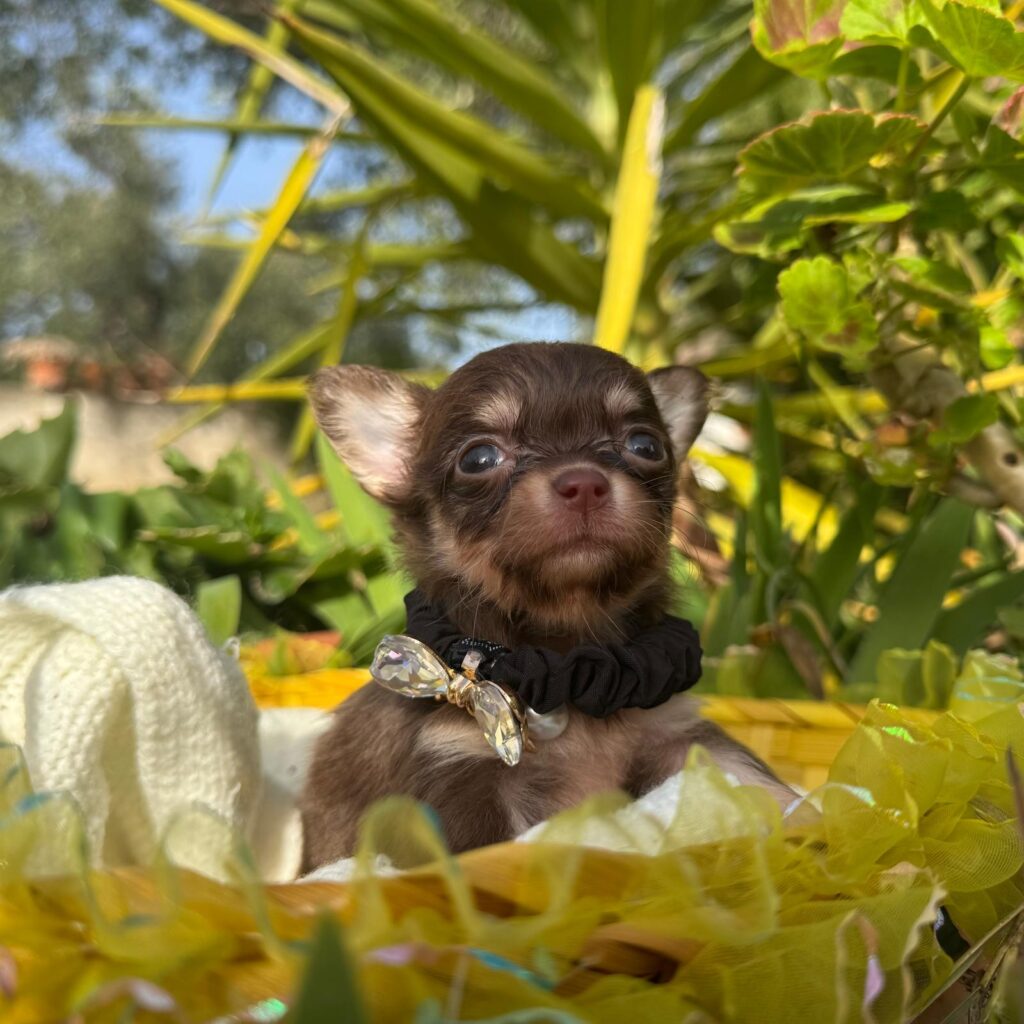 Bellissimi e piccolissimi chihuahua pedigree enci