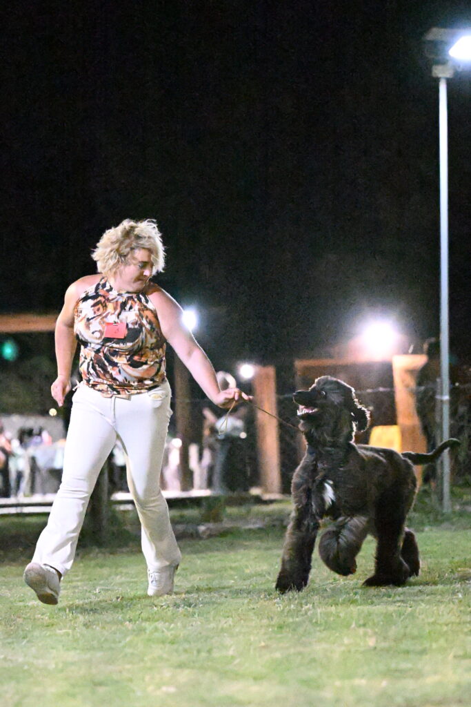 Cucciolo evriero afgano disponibile