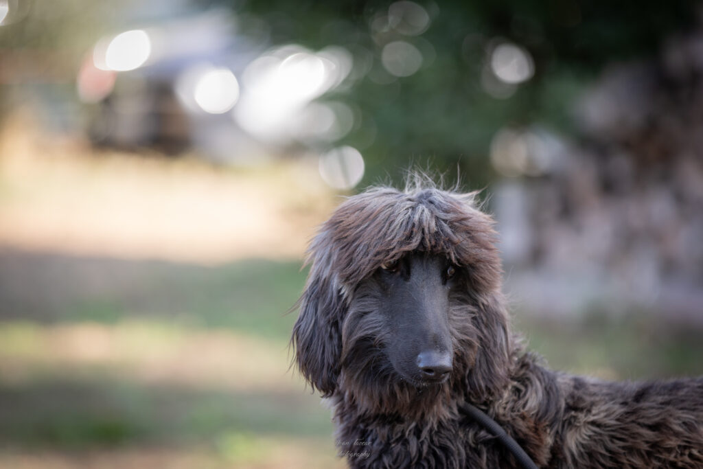 Cucciolo evriero afgano disponibile