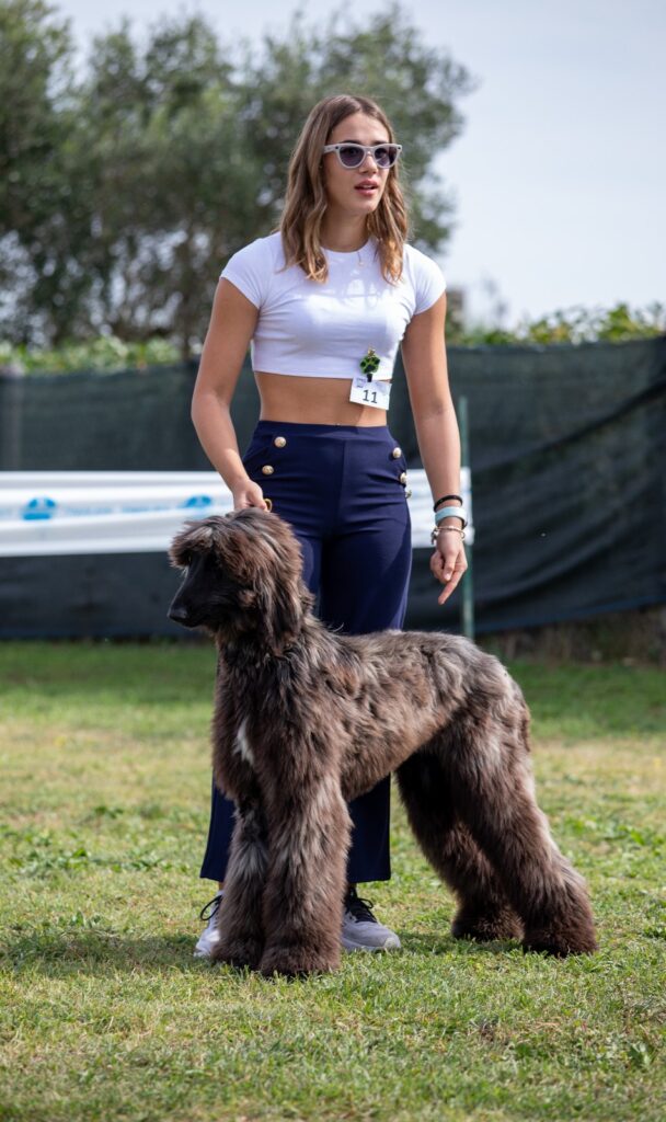 Cucciolo evriero afgano disponibile