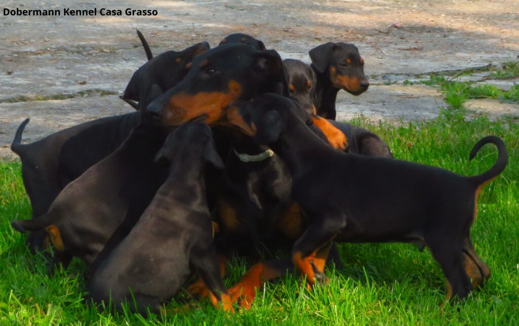 Dobermann cuccioli
