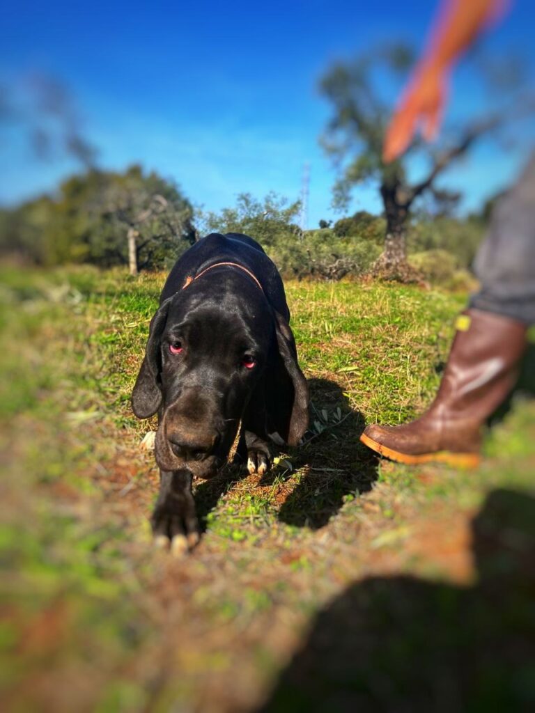 Cuccioli di alano, ad alta geneaologia
