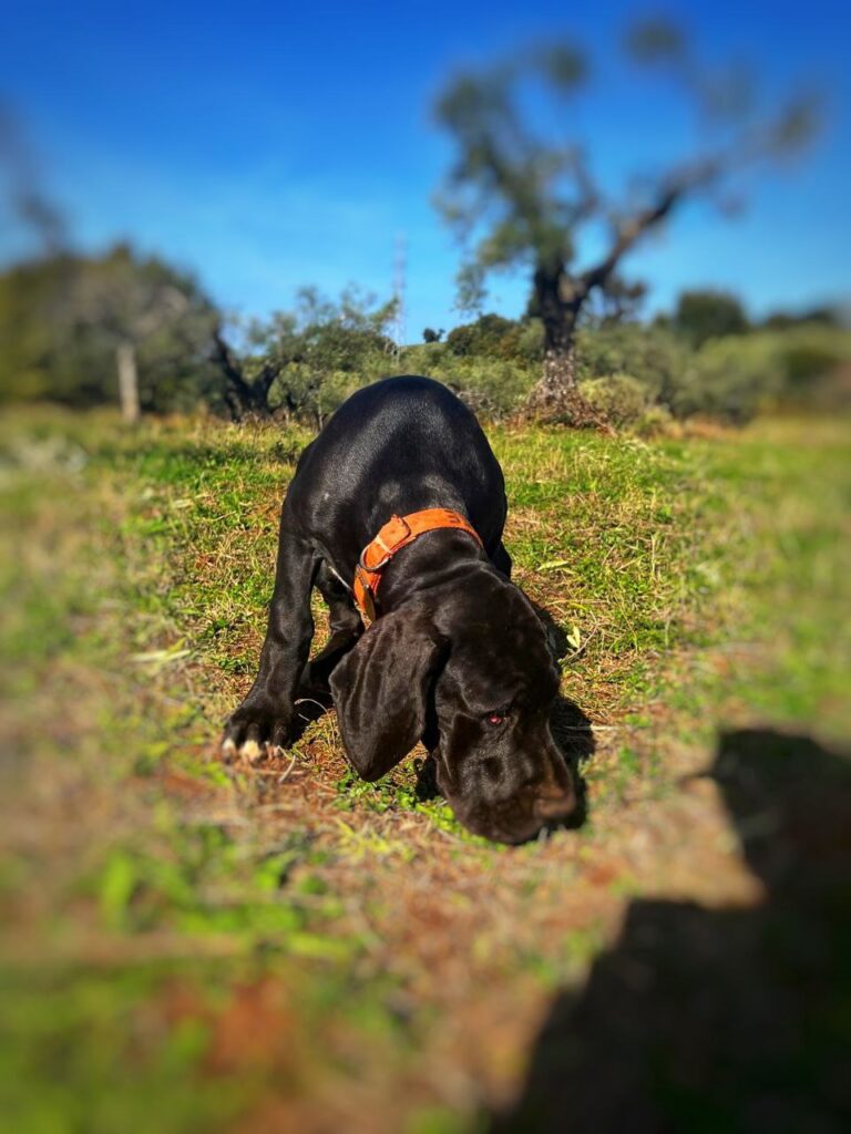 Cuccioli di alano, ad alta geneaologia