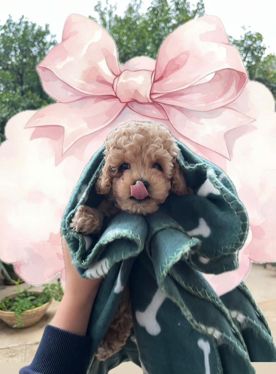 cuccioli barboncino toy