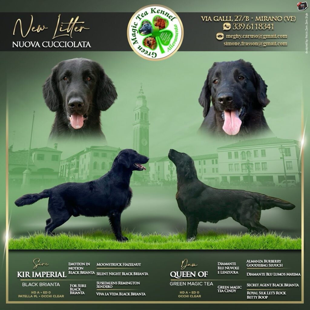 Cuccioli Flat Coated Retriever