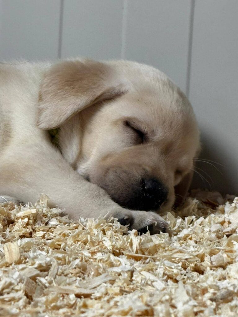 Dolci cuccioli di labrador retriever gialli