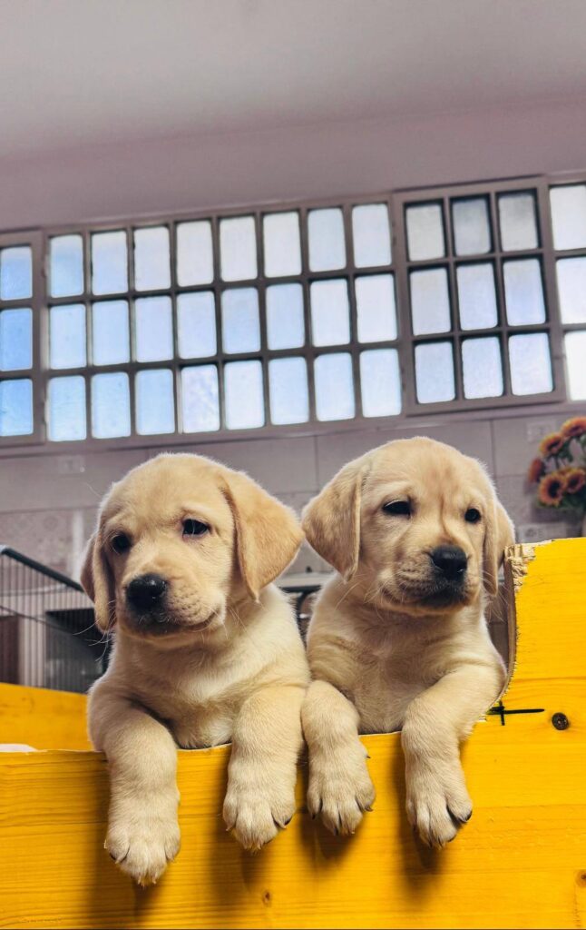 Dolci cuccioli di labrador retriever gialli