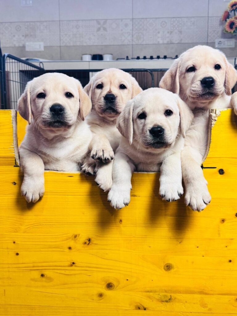 Dolci cuccioli di labrador retriever gialli