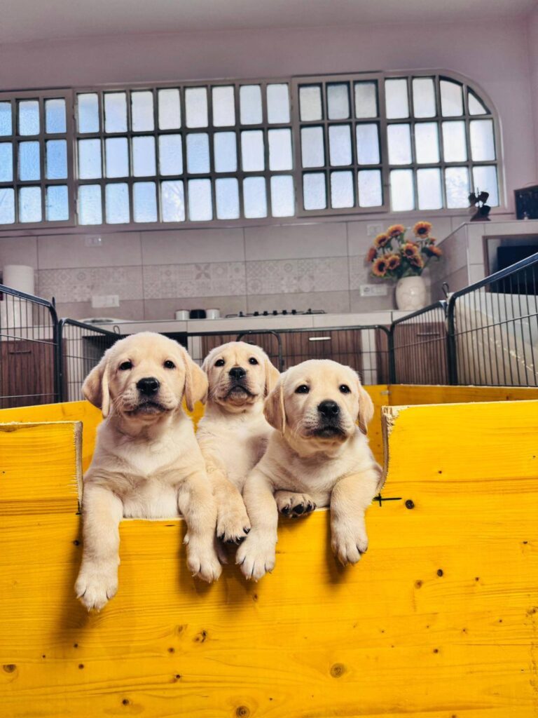 Dolci cuccioli di labrador retriever gialli