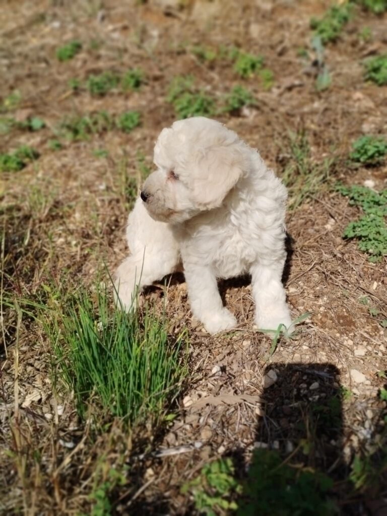 Barboncini toy bianchi