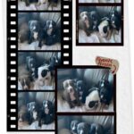 Cucciolata Amstaff in Puglia in provincia di Bari con pedigree