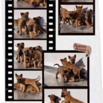 Cuccioli Pastore Belga Malinois in Campania Napoli Salerno Caserta Avellino Benevento