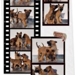 Pastore Belga Malinois con pedigree consegna a domicilio in Italia