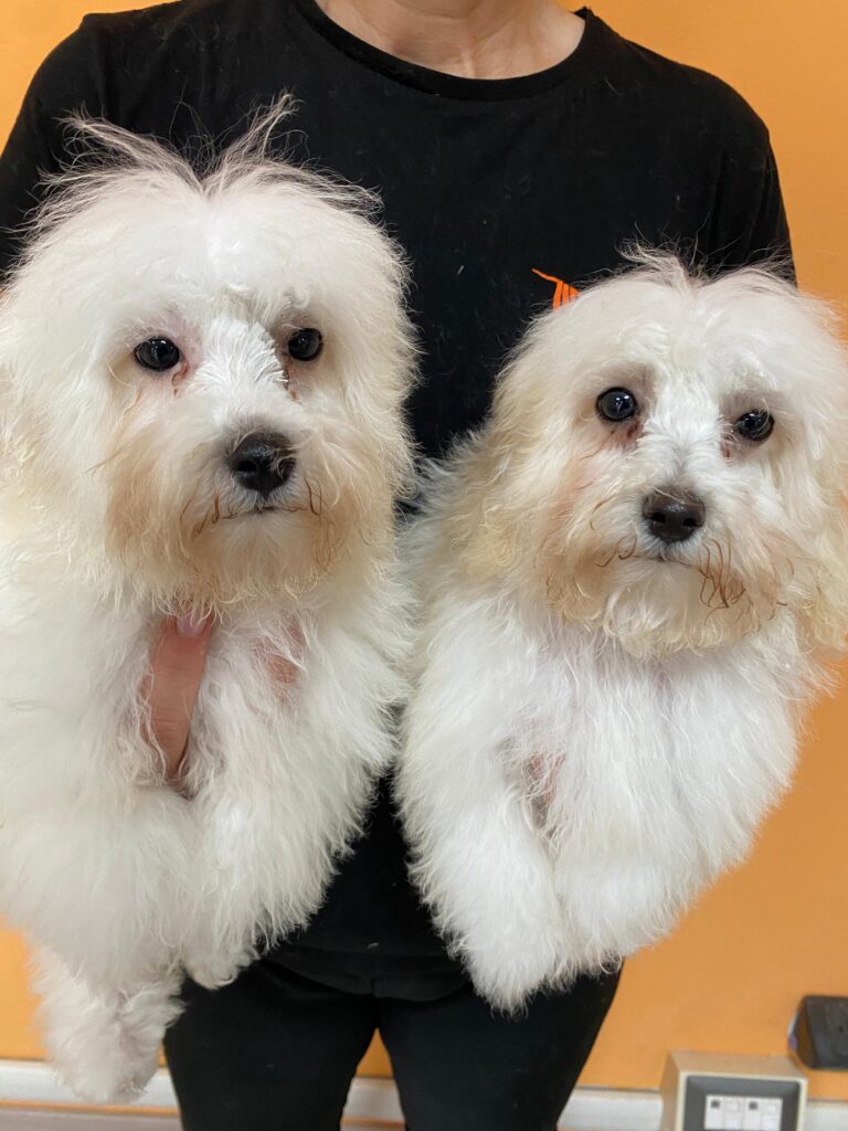 Cuccioli di bolognese