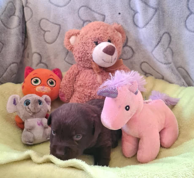 Cuccioli Labrador Retriever neri con pedigree