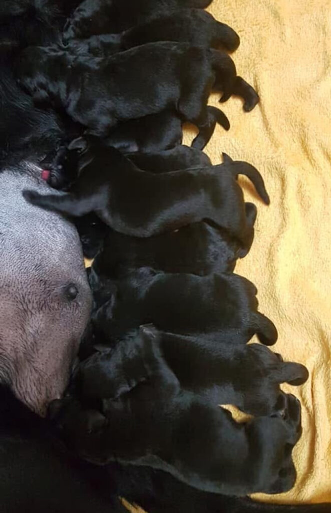 Cuccioli Labrador Retriever neri con pedigree