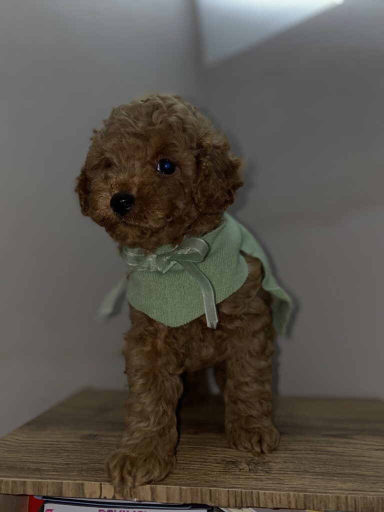 cuccioli barboncino toy