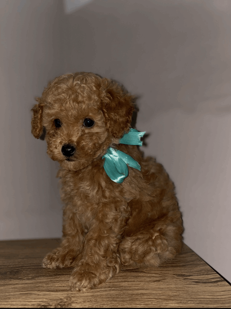 cuccioli barboncino toy