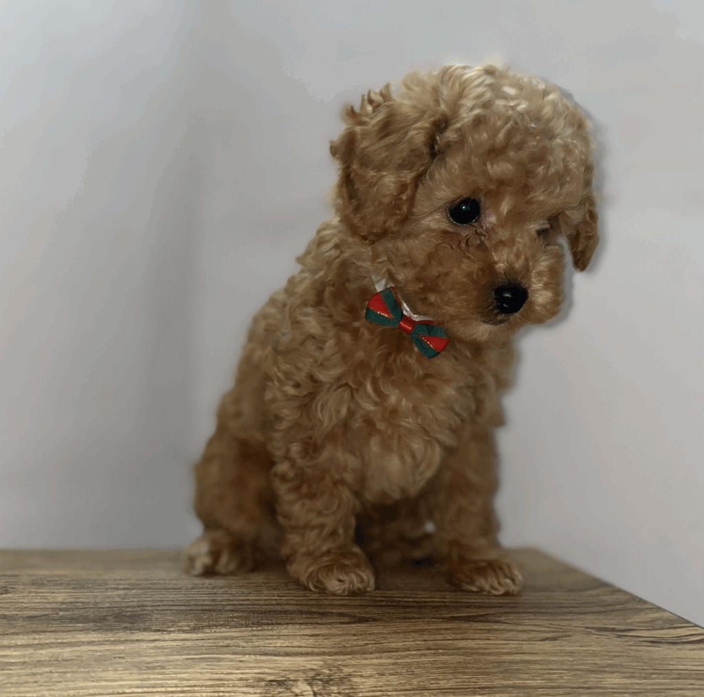 cuccioli barboncino toy