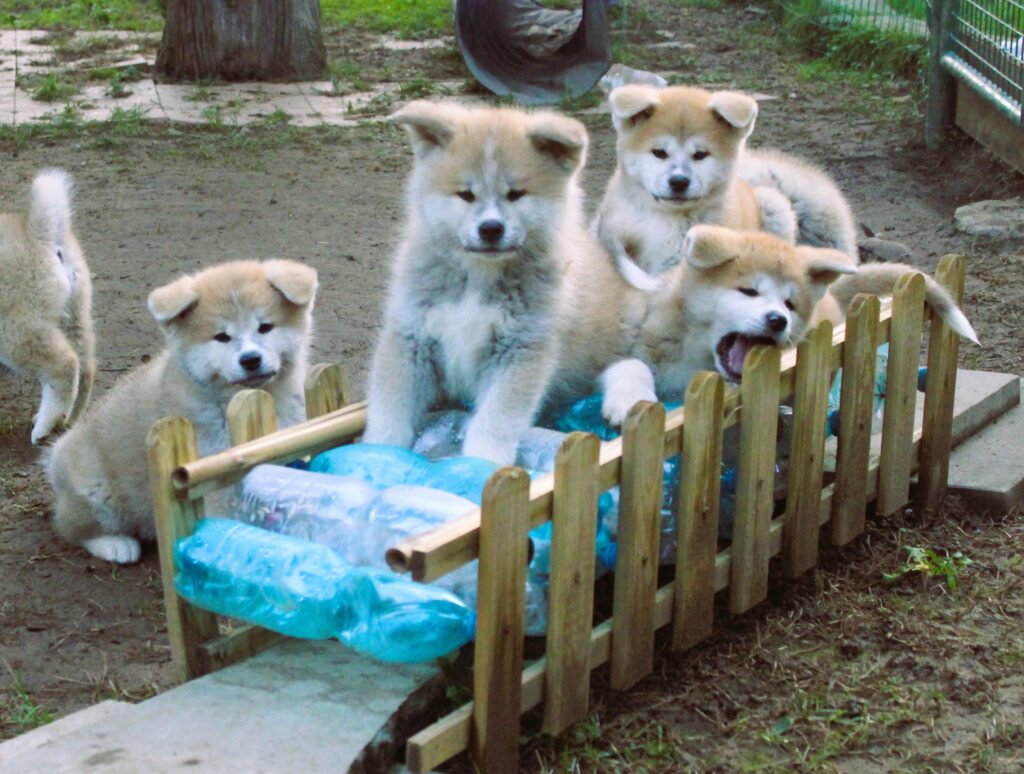 CUCCIOLI AKITA INU da allevamento ENCI disponibili nel periodo di Natale